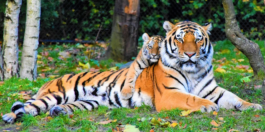 This sanctuary has a large number of tigers and birds together, making it an attractive spot.