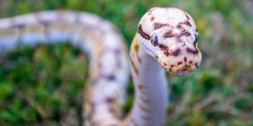 Parassinikkadavu Snake Park, one of the best places to explore near Kanayi Waterfall.