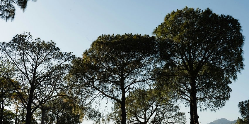 One of the most astonishing and picturesque places to visit near Solan is Parwanoo.