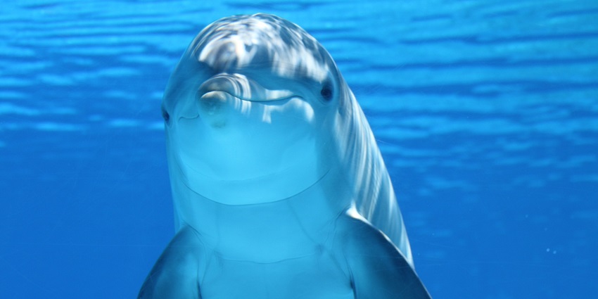 Enjoy dolphin shows and interactive experiences with marine animals at Pattaya Dolphinarium.