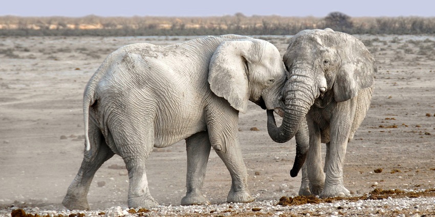 Experience traditional Thai culture and witness elephants at the Pattaya Elephant Village.