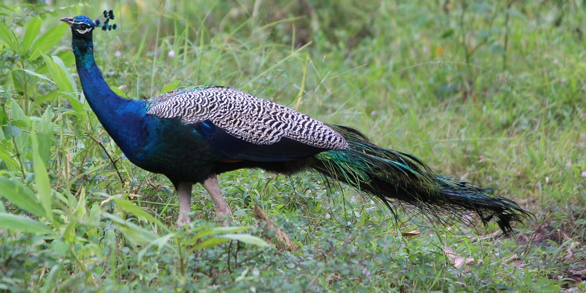 Tholpetty Wildlife Sanctuary is one of the best destinations for wildlife enthusiasts