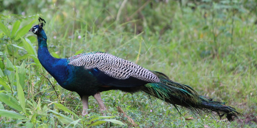 This bird sanctuary abodes a diverse range of avifauna for tourists to witness in their natural habitat
