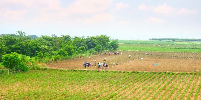 Enjoy the scenic beauty of the serene village Pedaganjam in Andhra Pradesh, India.