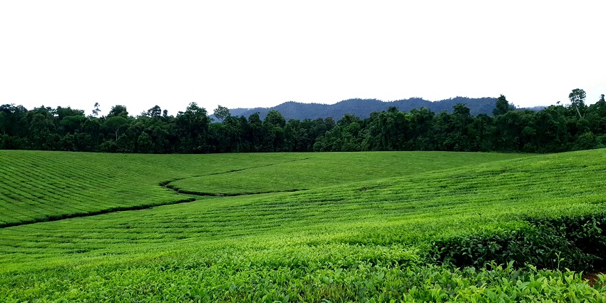 A view of the lush Pedro Tea Factory, one of the top places to visit in Nuwara Eliya.