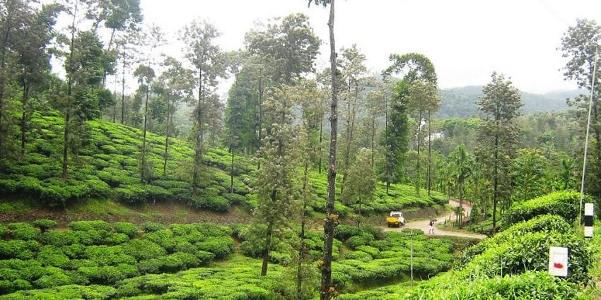 Peermade is a small hill station near these waterfalls with green scenic landscapes