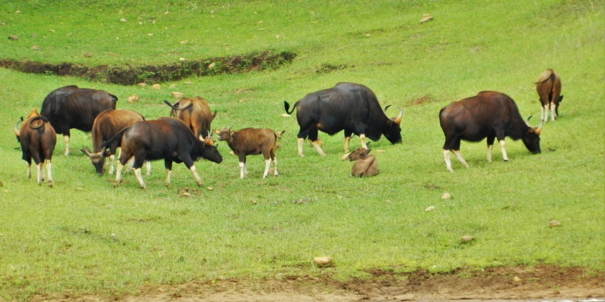 The gaur (Bos gaurus), also called Indian bison, is the largest extant bovine, native to South Asia and Southeast Asia