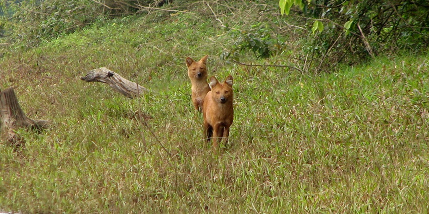 Beautiful snapshot of the Periyar National Park amidst the tropical hills of Kerala