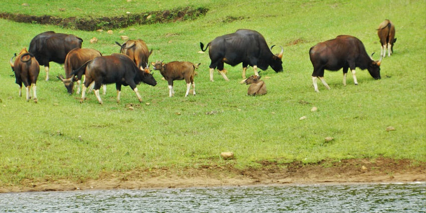 Bison at Periyar Wildlife Sanctuary, a tourist destination near Neer Veezhcha Waterfall