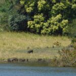 Watch wildlife in action at the Periyar Wildlife Sanctuary as part of the things to do in Thekkady