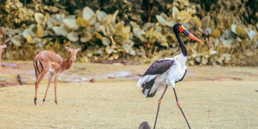 This sanctuary allows you to see the wildlife around while being on a boat.