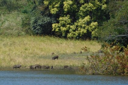 Watch wildlife in action at the Periyar Wildlife Sanctuary as part of the things to do in Thekkady