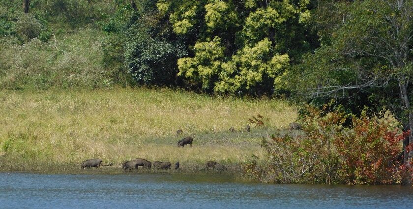 Watch wildlife in action at the Periyar Wildlife Sanctuary as part of the things to do in Thekkady