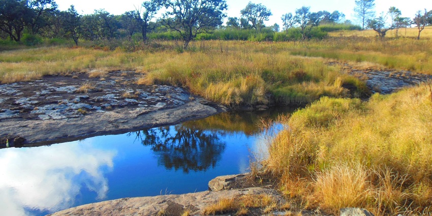 The picture was taken in the Phawngpui National Park, Mizoram, India–tawi wildlife sanctuary