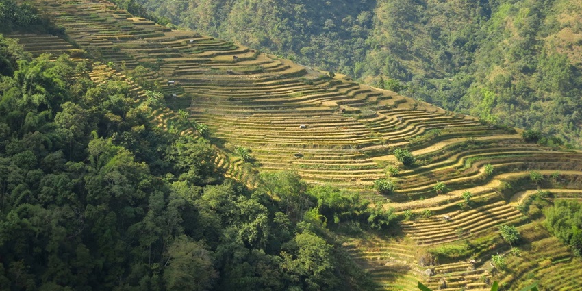 Panoramic view of the terraced rice fields in Phek surrounded by dense forests