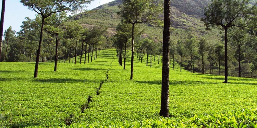 A glimpse of the scenic Photo Point, one of the top places to visit in Munnar in May.