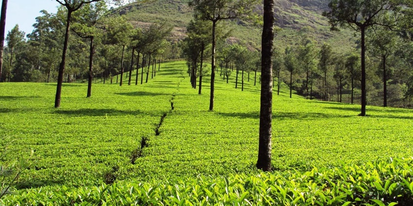 A glimpse of the scenic Photo Point, one of the top places to visit in Munnar in May.