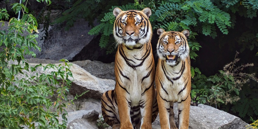Beautiful snapshot of the majestic tiger pair in the– Laokhowa Wildlife Sanctuary, Assam