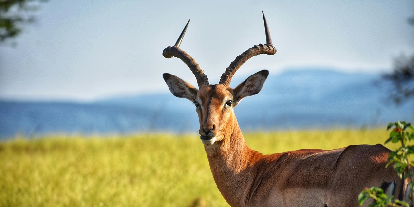 Scenic snapshot of a deer in the beautiful forest of Marat Longri Wildlife Sanctuary