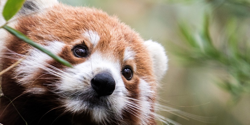 Snapshot of a Red panda in Singapore zoo–Things to do in the jungle safari in Singapore