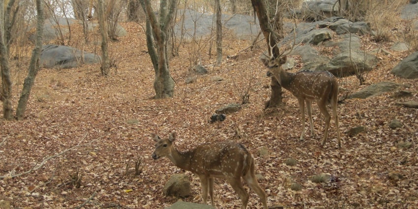 Beautiful snap of deer taken in their natural habitat - Clouded Leopard National Park
