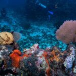 Scenic image of a under water during Phu Quoc scuba Diving in Vietnam