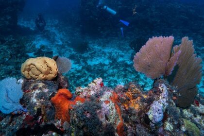 Scenic image of a under water during Phu Quoc scuba Diving in Vietnam