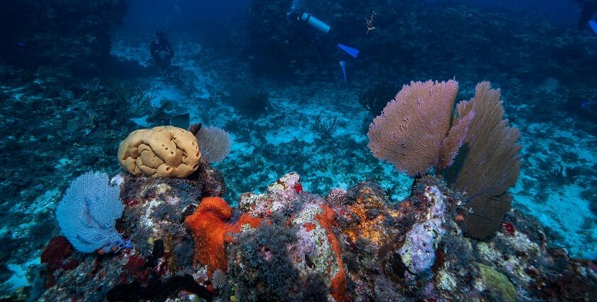 Scenic image of a under water during Phu Quoc scuba Diving in Vietnam