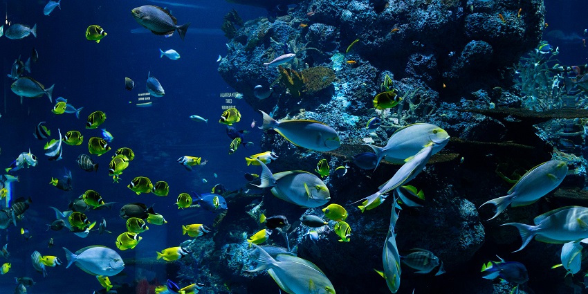 Beautiful view of an idyllic aquarium water park in the city of Phuket