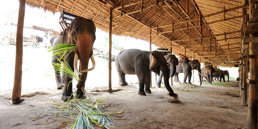 Indulge in an exciting sport of elephant trekking Phuket on your vacation in Thailand.