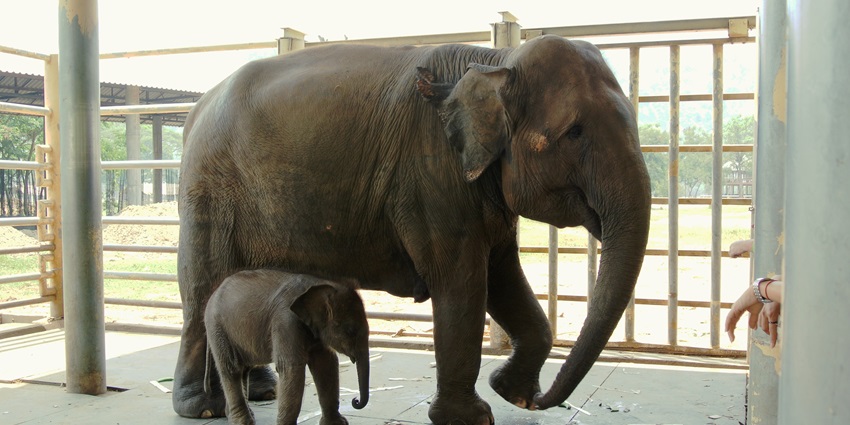 This elephant sanctuary offers adorable sights of elephants in their natural habitat.