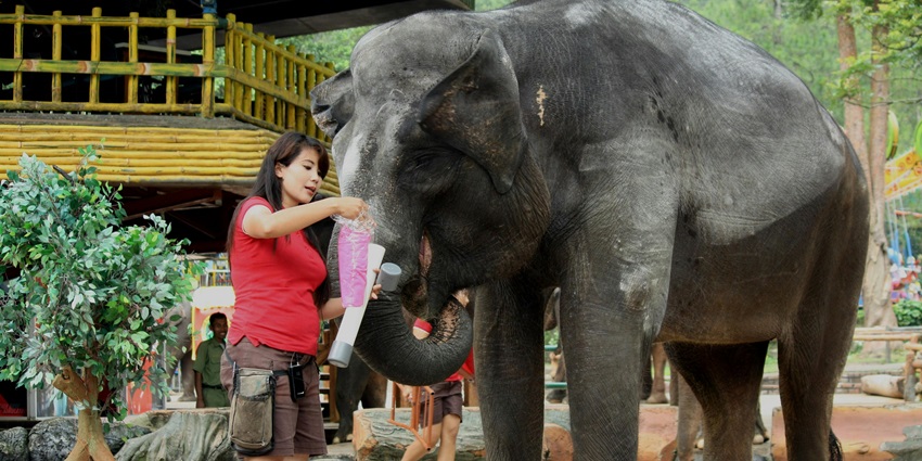 Embark on an adventure in the Elephant Jungle Sanctuary on your trip to Thailand.