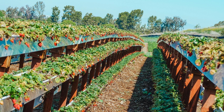 Picking strawberries from the plantations is one of the fun things to do in Lambasingi.