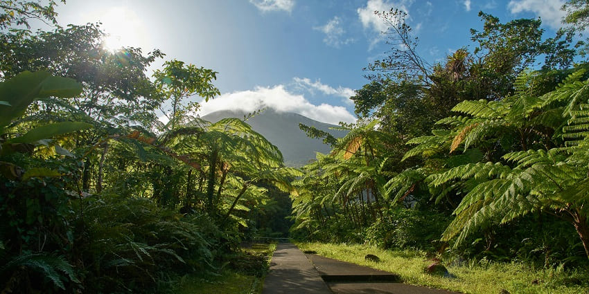The beautiful snap of the jungle under the clear sky in the Kane Wildlife Sanctuary