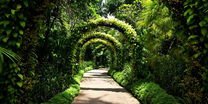 A breathtaking view of the Botanic Gardens in Singapore with lush green trees