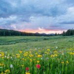 A mesmerising vista of lush green fields decked with colourful flowers and scenic peaks.