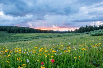 A mesmerising vista of lush green fields decked with colourful flowers and scenic peaks.