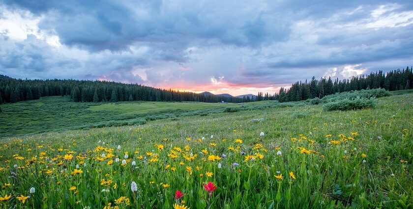 A mesmerising vista of lush green fields decked with colourful flowers and scenic peaks.