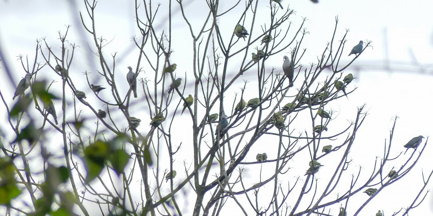 Pigeons at Dehing Patkai Wildlife Sanctuary provide picturesque scenery to the tourists.