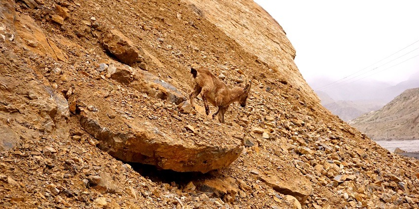 A sight of Ibex seen in Pin Valley National Park, a delight for wildlife explorers.