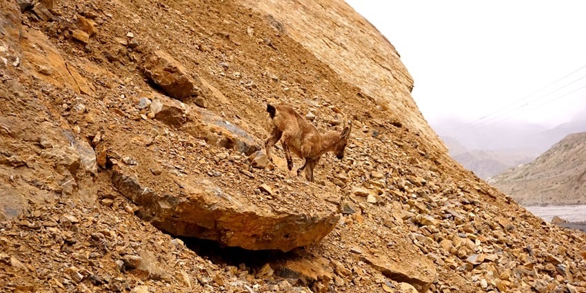 Picture of a goat trying the descend the rocky path of the Pin valley park near Kungri