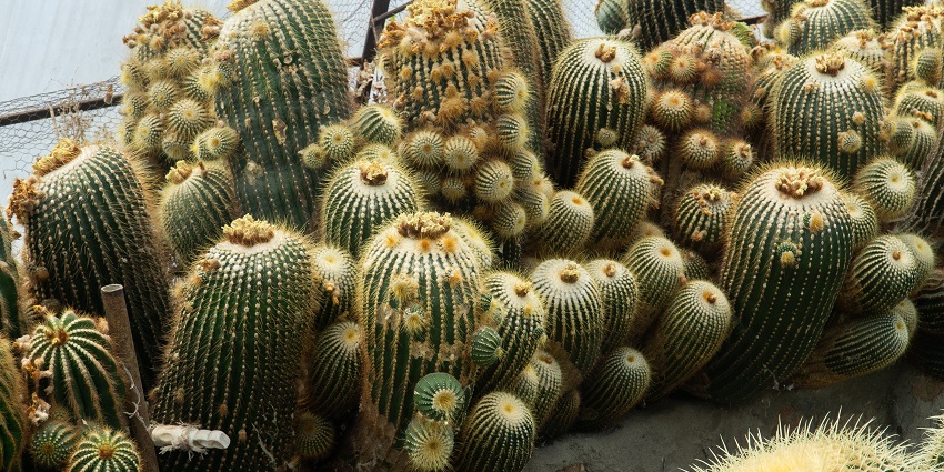 Pine View Nursery is one of the best places to explore near the Dalim Fort.