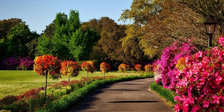 Grey concrete pathway beside pink flowers, creating a vibrant and picturesque scene.