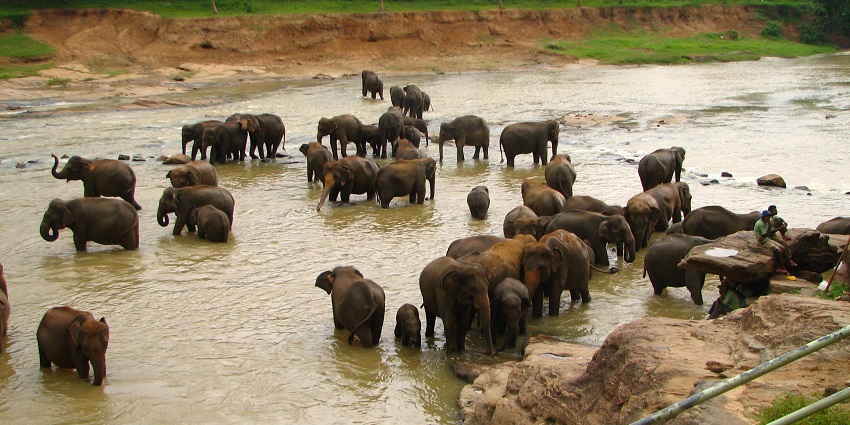 Elephants at Sri Lanka Elephant Orphanage, a popular attraction for animal lovers.