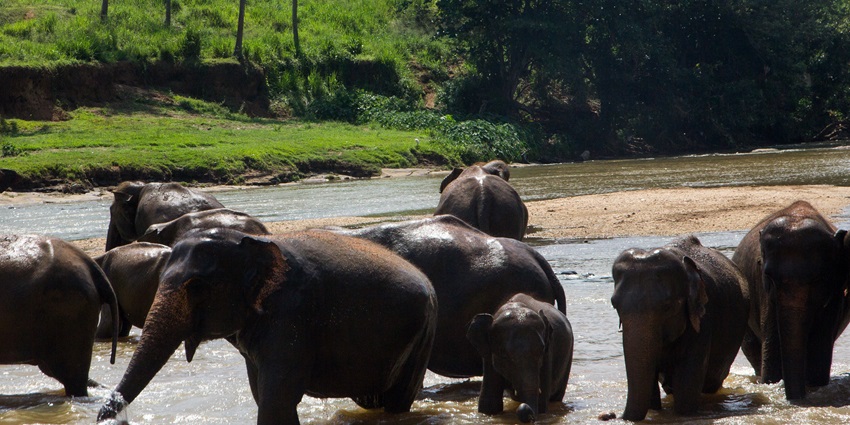 Elephants bathing at Pinnawala Elephant Orphanage, a family-friendly site in Sri Lanka.