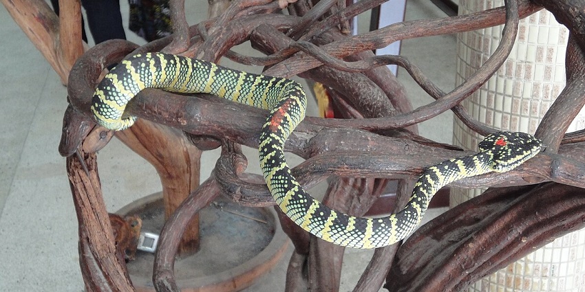Wagler’s pit snakes are in every corner of the temple and one has to walk carefully around.