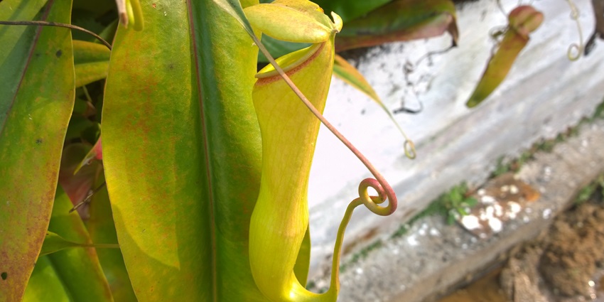 Explore pitcher plants near the pitcher plant lake making the landscape exotic and interesting.