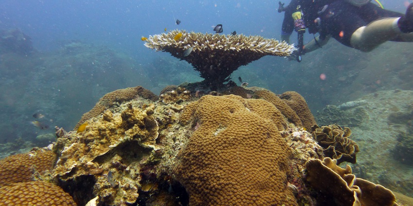 While scuba diving on this island tourist witness many beautiful small creatures underwater