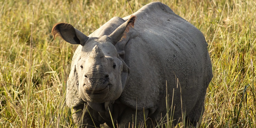 Greater One-horned rhinoceros in Pobitora, a place to visit near Amchang Wildlife Sanctuary.