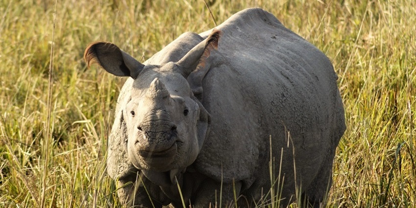 Greater One-horned rhinoceros in Pobitora wildlife sanctuary India - things to do in Guwahati